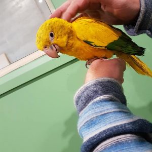 Hand Reared Birds Melbourne